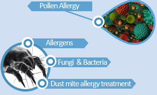 Dust Mites Allergy